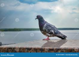 Attēlu rezultāti vaicājumam “Columba livia f. domestica adult”