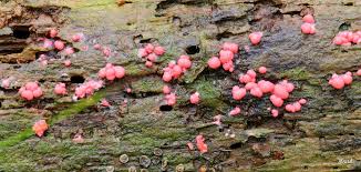 Attēlu rezultāti vaicājumam “Lycogala irregulare macro”