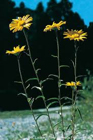 Image result for Buphthalmum salicifolium