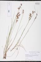 Attēlu rezultāti vaicājumam “Juncus compressus”