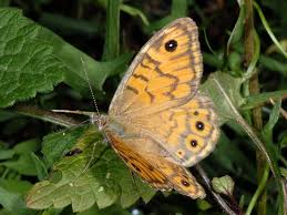 Attēlu rezultāti vaicājumam “Lasiommata megera male”