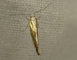 Attēlu rezultāti vaicājumam “Argyresthiidae”