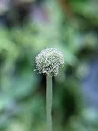 Attēlu rezultāti vaicājumam “Pellia neesiana”