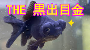Image result for 出目金
