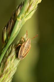 Attēlu rezultāti vaicājumam “Aelia acuminata”