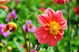 Image result for Dahlia x pinnata `Pompon Lilliput`