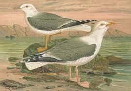 Attēlu rezultāti vaicājumam “Larus argentatus”