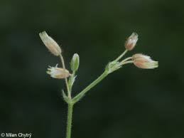 Attēlu rezultāti vaicājumam “Cerastium holosteoides fruit”