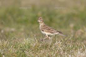 Attēlu rezultāti vaicājumam “Alauda arvensis adult”