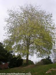 Attēlu rezultāti vaicājumam “Ulmus minor”