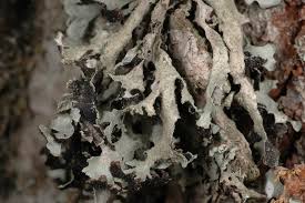 Attēlu rezultāti vaicājumam “Parmelia submontana”