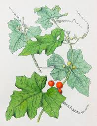 Attēlu rezultāti vaicājumam “Bryonia alba fruit”