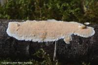 Attēlu rezultāti vaicājumam “Junghuhnia nitida”