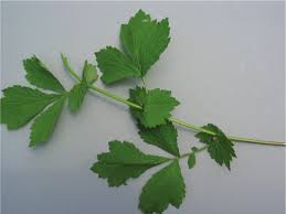 Attēlu rezultāti vaicājumam “Geum urbanum leaf”