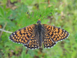 Attēlu rezultāti vaicājumam “Melitaea cinxia underside”