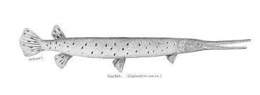 Image result for Lepisosteus osseus