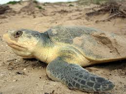 Image result for Lepidochelys kempii