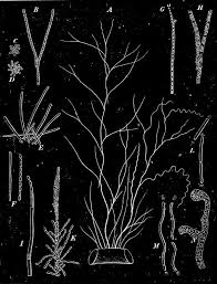 Attēlu rezultāti vaicājumam “Lycogala botrydium plasmodium”