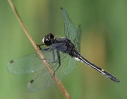 Attēlu rezultāti vaicājumam “Leucorrhinia”