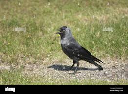 Attēlu rezultāti vaicājumam “Corvus monedula adult”