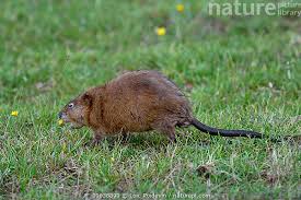 Attēlu rezultāti vaicājumam “Ondatra zibethicus”