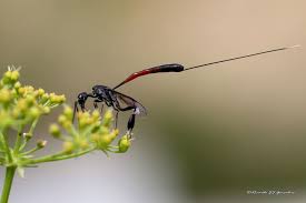 Attēlu rezultāti vaicājumam “Gasteruption jaculator”