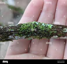 Attēlu rezultāti vaicājumam “Calypogeia suecica”