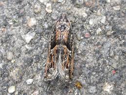 Attēlu rezultāti vaicājumam “Epinotia immundana”