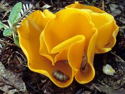 Attēlu rezultāti vaicājumam “Aleuria aurantia”