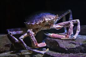 Image result for Maja brachydactyla