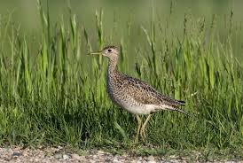 Image result for Bartramia longicauda