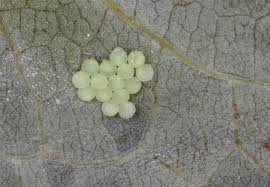 Attēlu rezultāti vaicājumam “Lacanobia contigua imago”