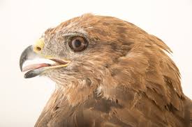 Attēlu rezultāti vaicājumam “Buteo buteo”