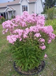 Image result for Phlox paniculata `Bright Eyes`