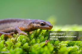 Attēlu rezultāti vaicājumam “Triturus vulgaris female”