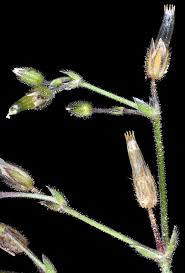 Attēlu rezultāti vaicājumam “Craterium aureonucleatum stalked”