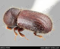 Attēlu rezultāti vaicājumam “Criocephalus rusticus”