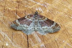 Attēlu rezultāti vaicājumam “Xanthorhoe spadicearia”