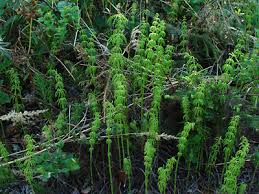 Attēlu rezultāti vaicājumam “Equisetum sylvaticum”