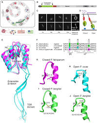 Attēlu rezultāti vaicājumam “Diderma ochraceum plasmodium”