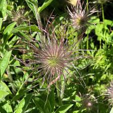 Attēlu rezultāti vaicājumam “Pulsatilla patens leaf”