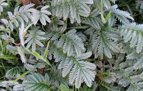 Attēlu rezultāti vaicājumam “Argentina anserina leaf”