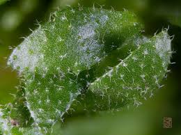 Attēlu rezultāti vaicājumam “Erophila verna flower”