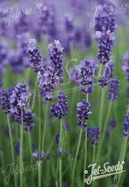 Attēlu rezultāti vaicājumam “Lavandula angustifolia flower”