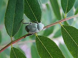 Attēlu rezultāti vaicājumam “Hoplia parvula”