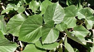Attēlu rezultāti vaicājumam “Tilia tomentosa leaf”