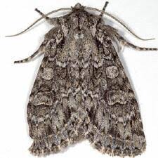 Attēlu rezultāti vaicājumam “Eurois occulta”