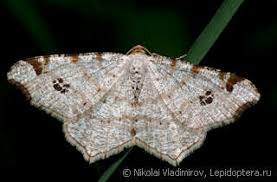 Attēlu rezultāti vaicājumam “Macaria notata”