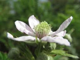 Attēlu rezultāti vaicājumam “Rubus plicatus flower”
