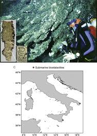 Attēlu rezultāti vaicājumam “Serpoleskea subtilis”